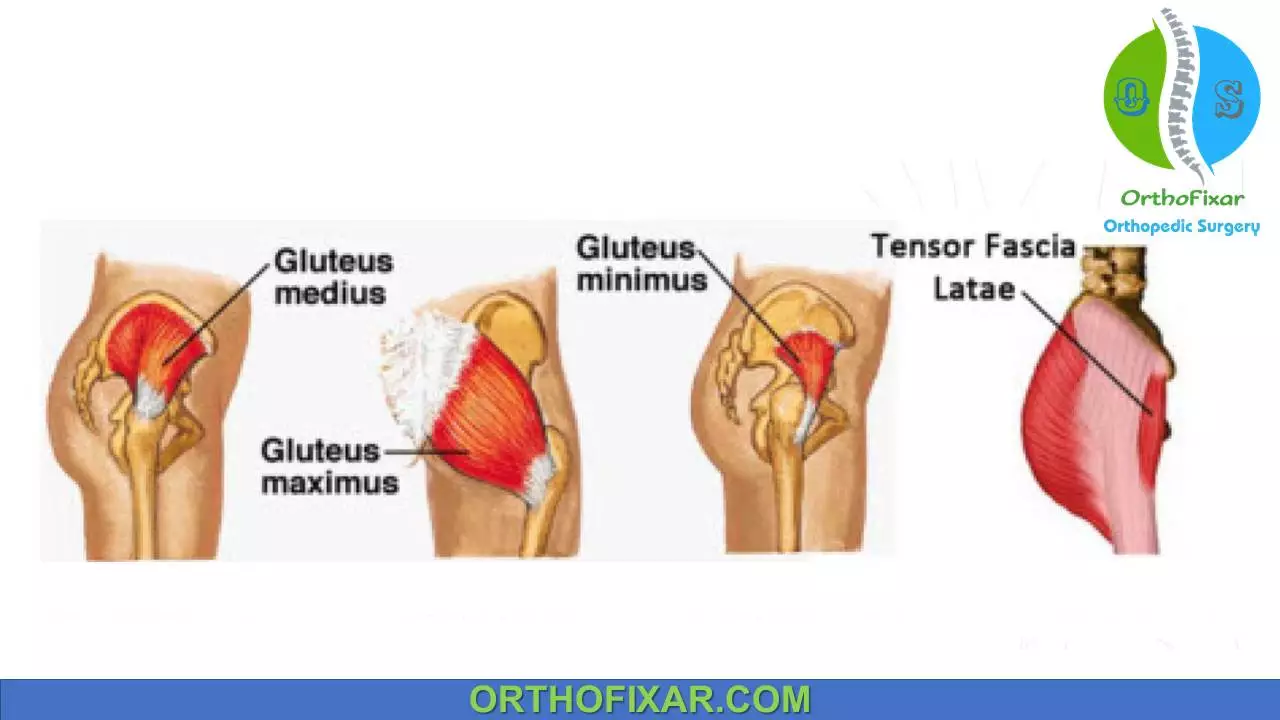 Функции большой ягодичной. Малая ягодичная мышца (m. gluteus Minimus). Ягодичные мышцы анатомия строение. Большая средняя и малая ягодичные мышцы анатомия. Строение ягодиц.