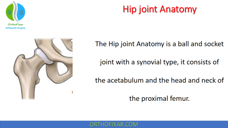 Hip joint Anatomy
