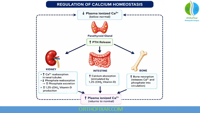 Calcium Homeostasis: Functions, Absorption, Regulation & Clinical Importance 5 Hormonal Regulation of Calcium Homeostasis