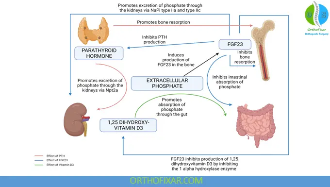 Phosphorus Metabolism: Physiology, Regulation, Functions & Clinical Importance 4 Hormonal Regulation of Phosphate Homeostasis