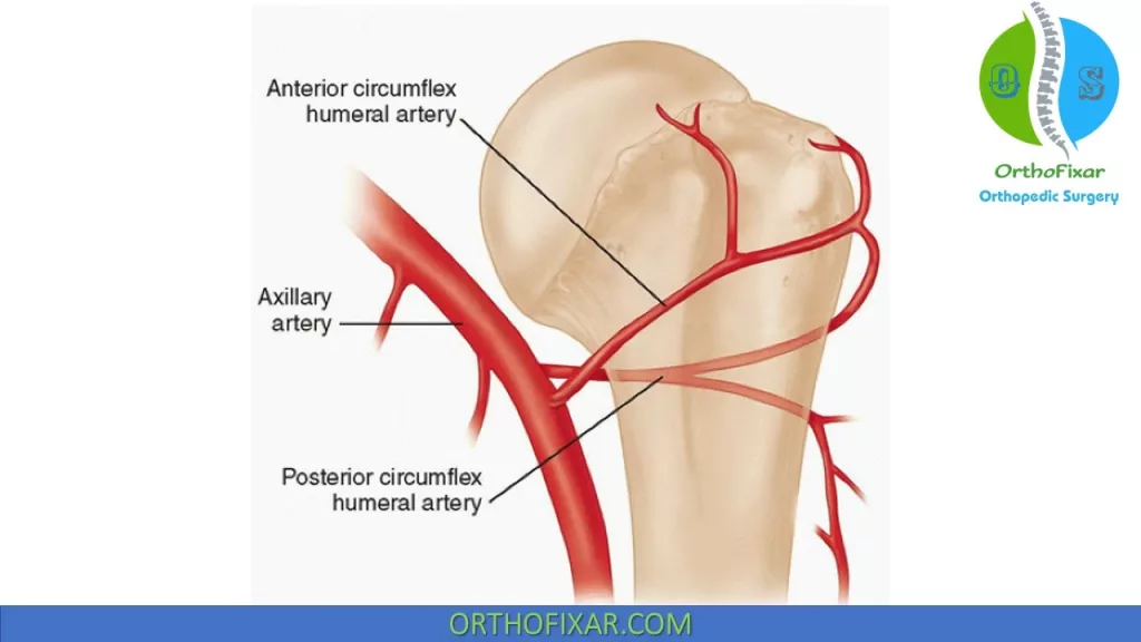 Humeral head blood supply
