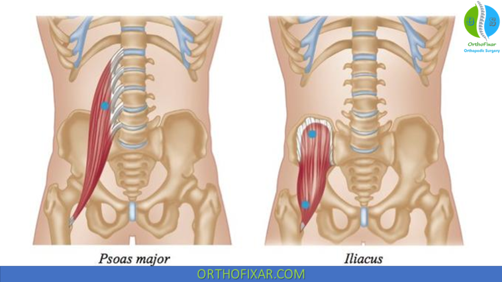 Iliacus and Psoas Major Muscles