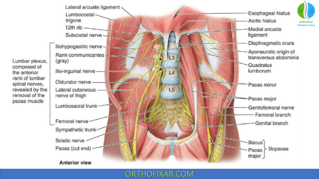 Iliacus and Psoas Major Muscles anatomy
