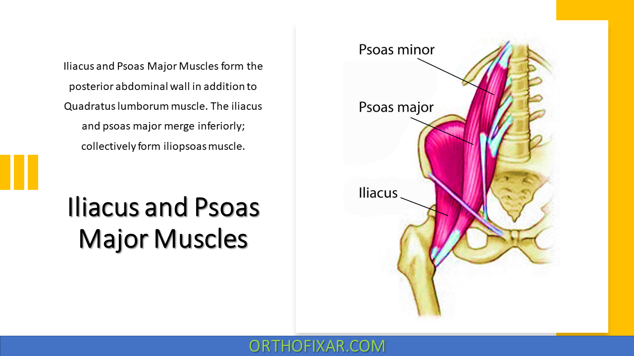  Iliacus and Psoas Major Muscles 