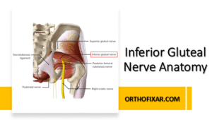 Inferior Gluteal Nerve Anatomy