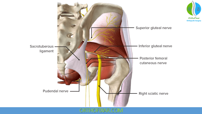 Inferior Gluteal Nerve Anatomy 2 Inferior Gluteal Nerve