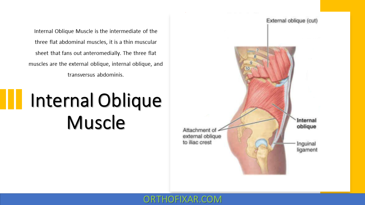  Internal Oblique Muscle 