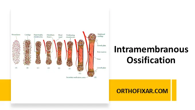 Intramembranous Ossification