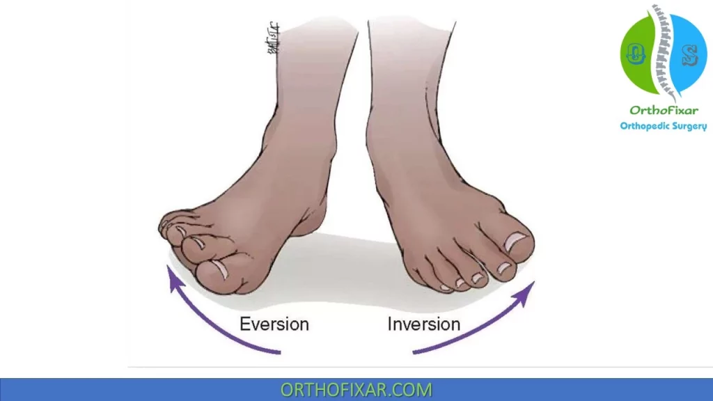 Foot Inversion & Eversion