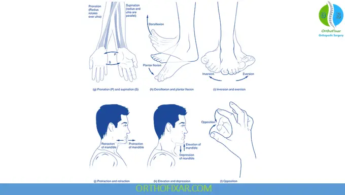 Basic Anatomical Terminology 9 Joint Movements 2