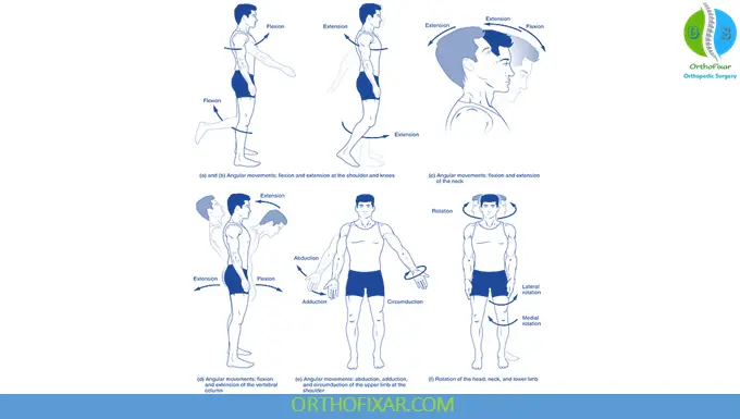 Basic Anatomical Terminology 8 Joint Movements