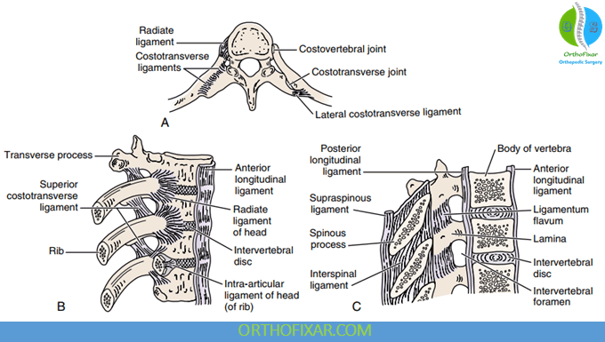 Joints and ligaments of the thoracic vertebrae and ribs