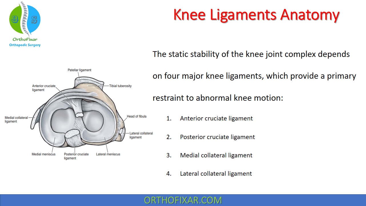  Knee Ligaments Anatomy 