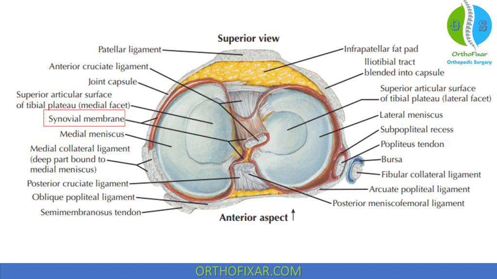 Knee Ligaments synovial