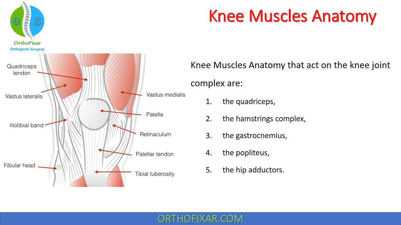 Knee Muscles Anatomy