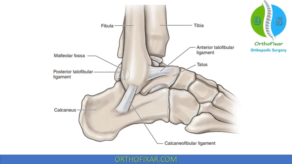 Lateral Ankle ligaments anatomy