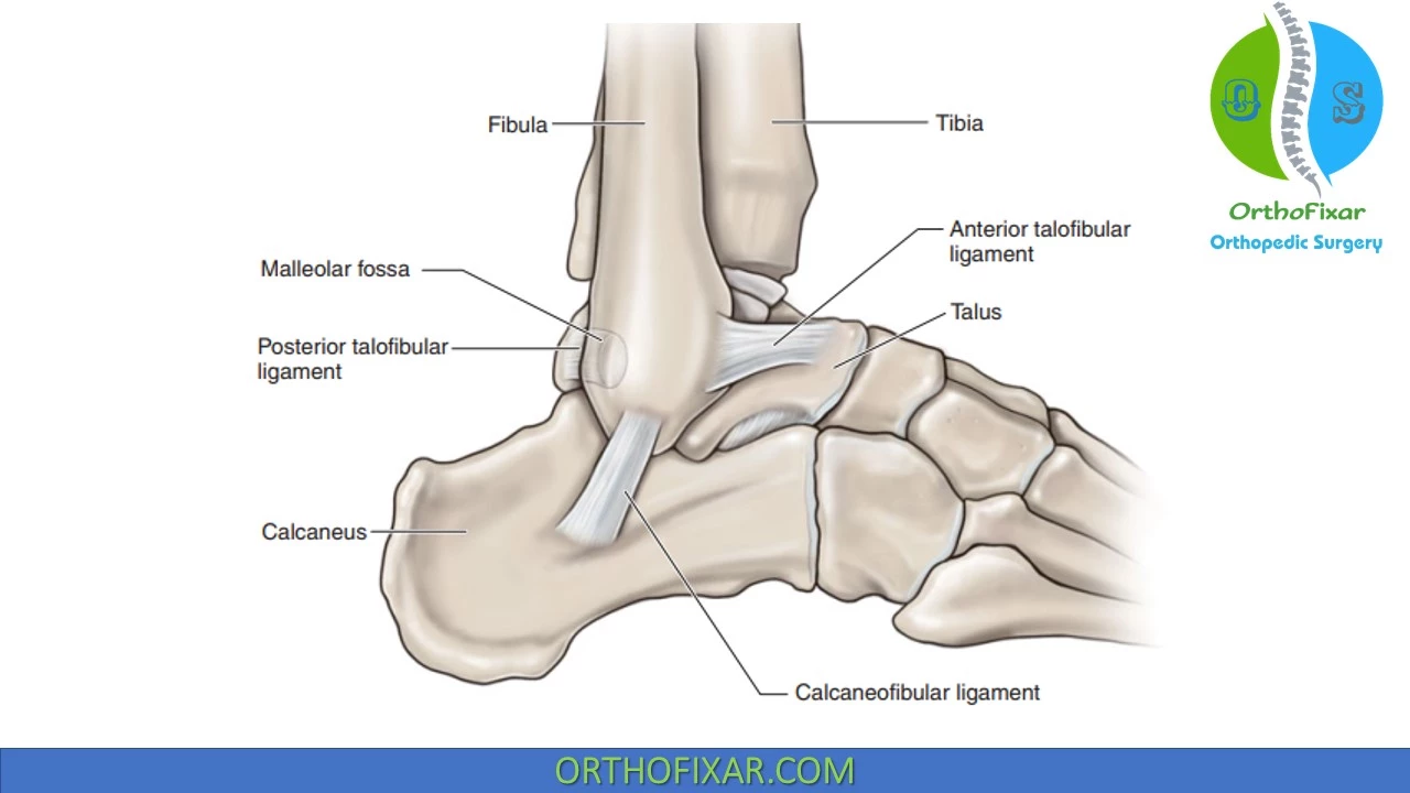 medial ankle ligaments and tendons