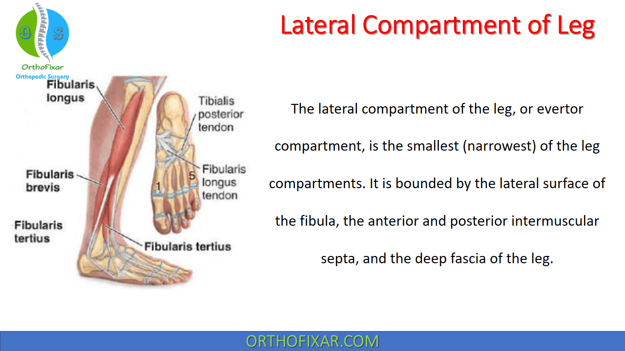 Fascias of the leg and foot: Anatomy