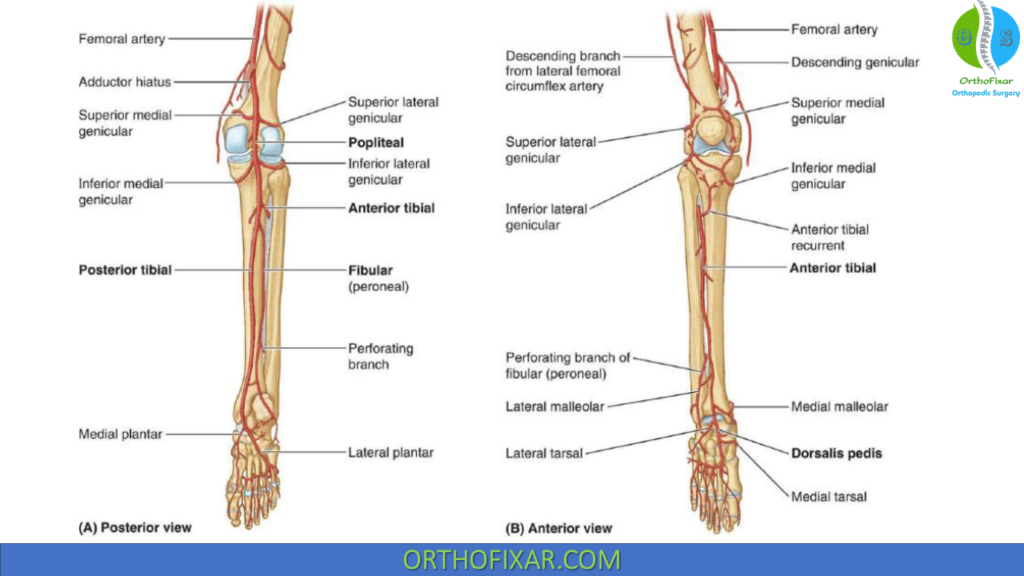 Lateral Compartment of Leg blood supply