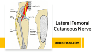 Lateral Femoral Cutaneous Nerve Anatomy