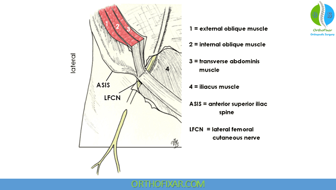 Lateral Femoral Cutaneous Nerve Anatomy 1 Lateral Femoral Cutaneous Nerve
