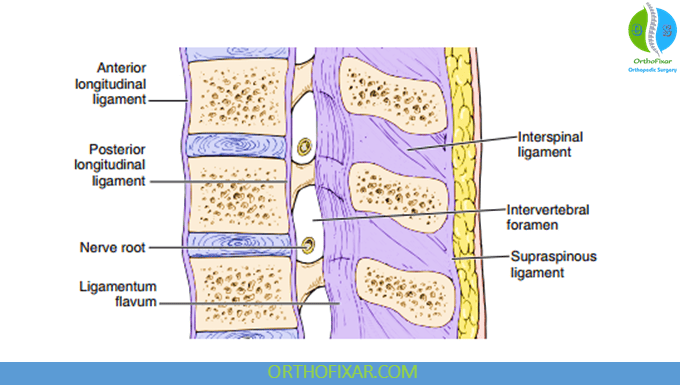 Ligaments of the lumbar spine