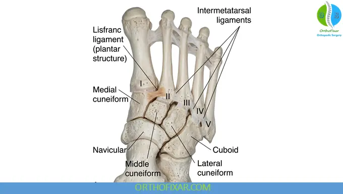 Lisfranc anatomy