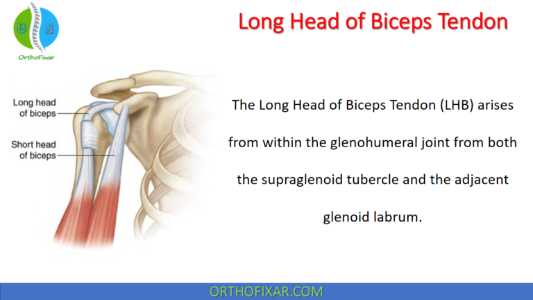 Long Head of Biceps Tendon