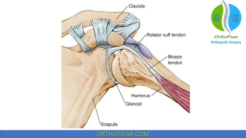 Long Head of Biceps Tendon anatomy