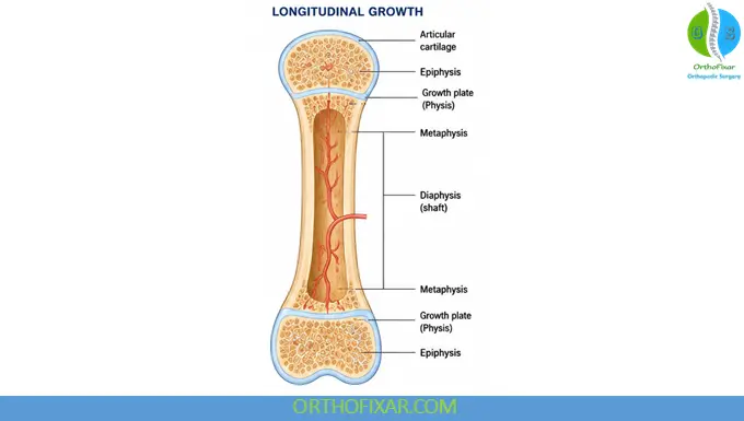 Endochondral Ossification Stages, Growth Plate Zones & Clinical Importance 5 Longitudinal Growth