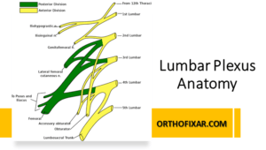 Lumbar Plexus Anatomy