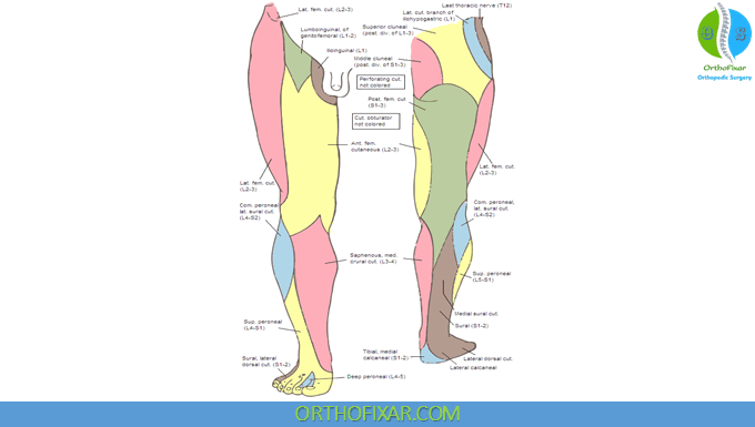 Lumbar Plexus Anatomy 3 Lumbar Plexus dermatomes