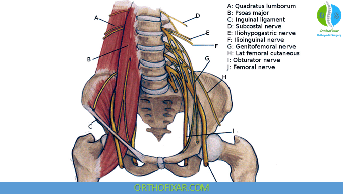 Lumbar Plexus Anatomy 2 Lumbar Plexus nerves