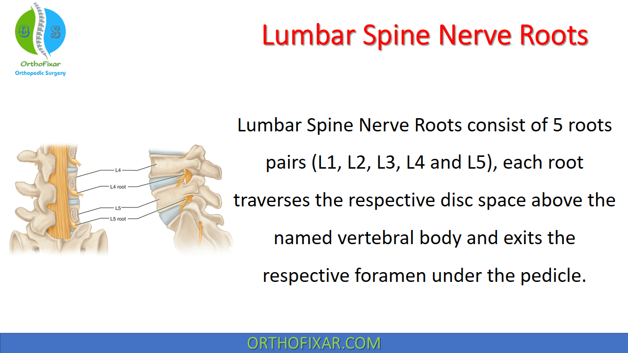  Lumbar Spine Nerve Roots 