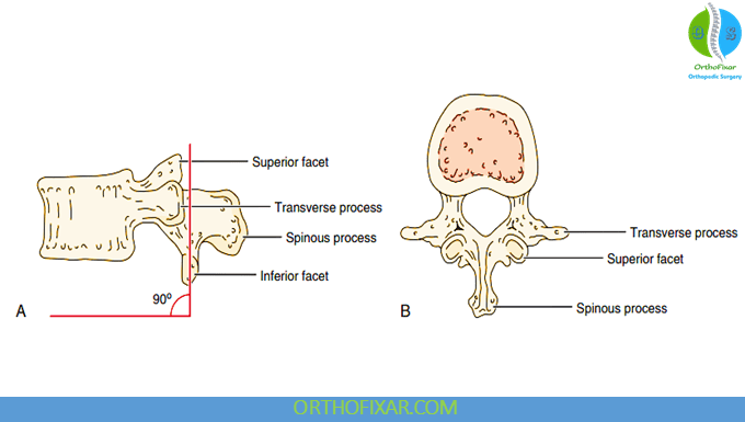 Lumbar vertebra