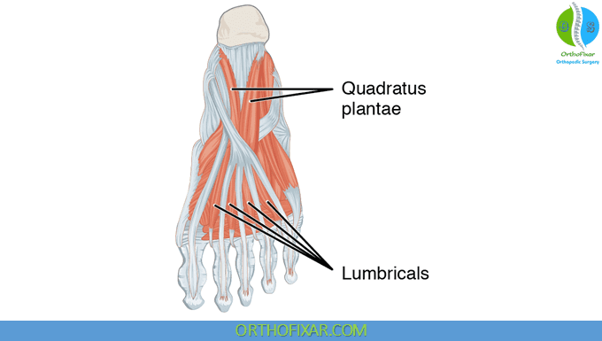 Lumbricals Of The Foot | OrthoFixar 2024