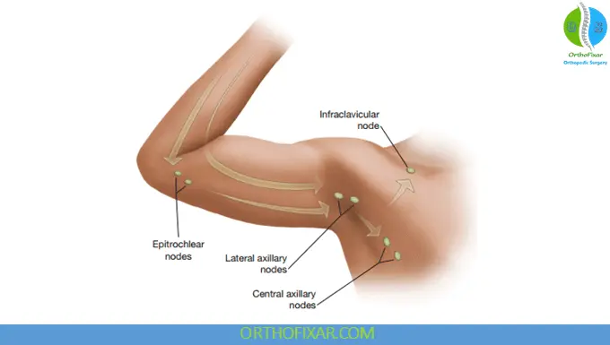 Lymphatic System Anatomy 1 Lymph nodes of the arm