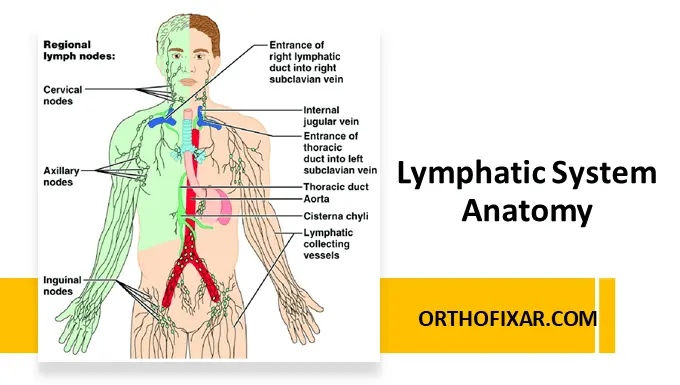 Lymphatic System Anatomy