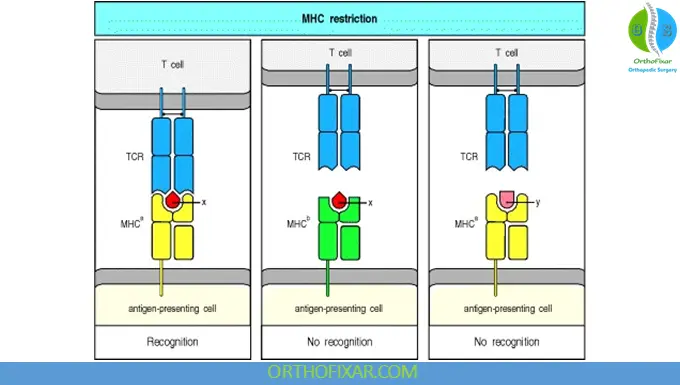 Major Histocompatibility Complex (MHC): Structure, Types, Function & Clinical Significance 8 MHC Restriction