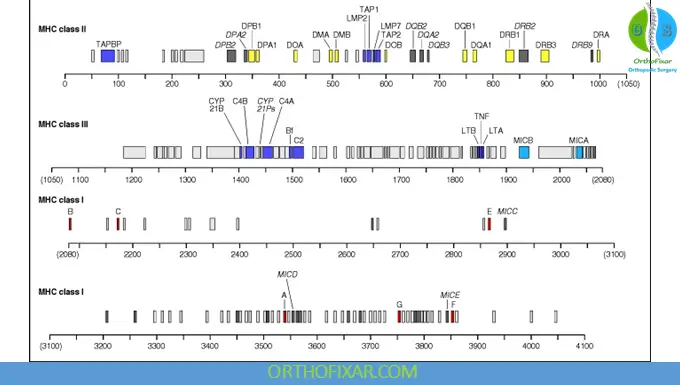 Major Histocompatibility Complex (MHC): Structure, Types, Function & Clinical Significance 6 MHC complex classes