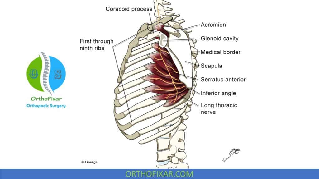 Serratus anterior muscle weakness and Long thoracic nerve Anatomy