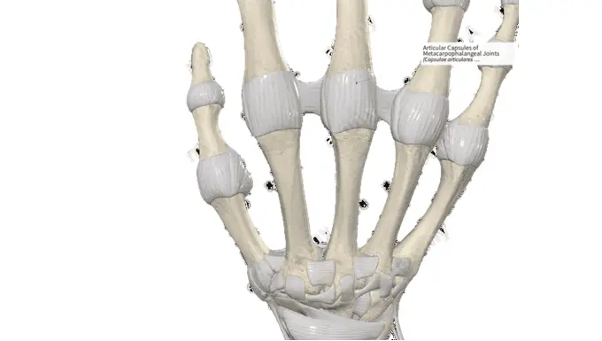 Metacarpophalangeal Joint - MCP joint