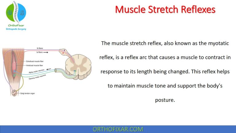 Muscle Stretch Reflexes
