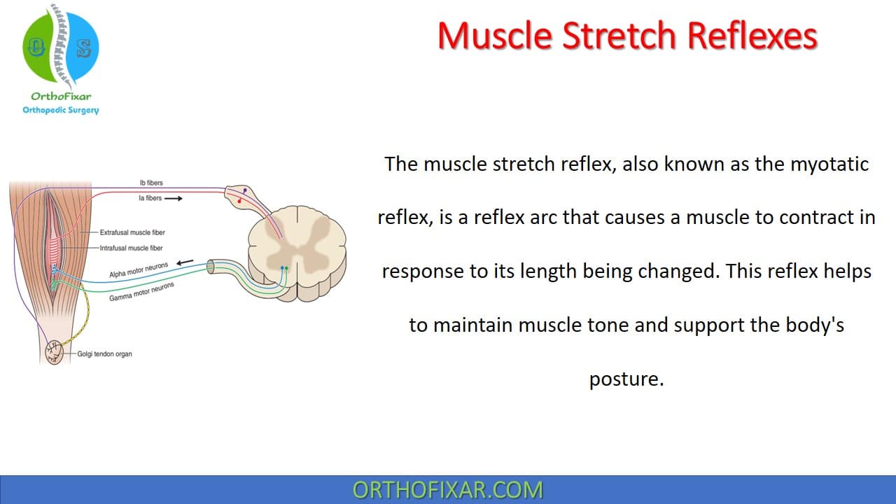 Muscle Stretch Reflexes