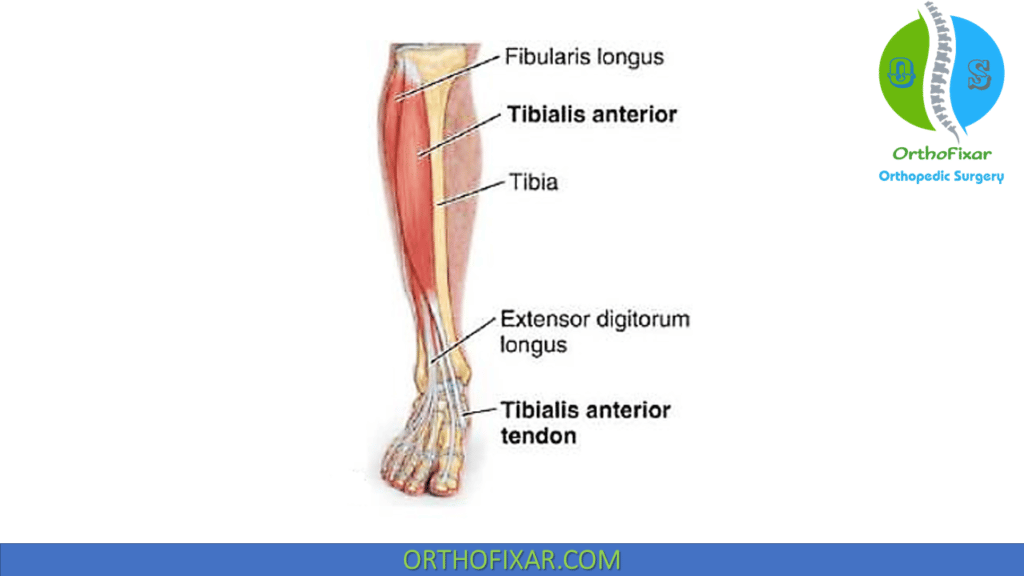 Muscles of Anterior Compartment of Leg (2)
