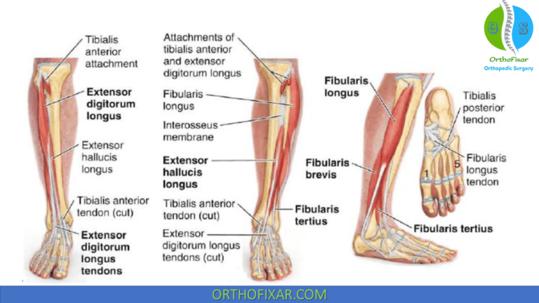 Anterior Compartment Of Leg | OrthoFixar 2024