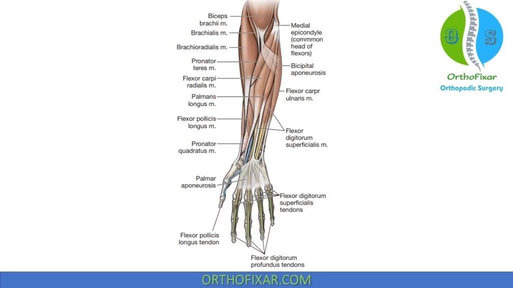 Muscles of the anterior forearm