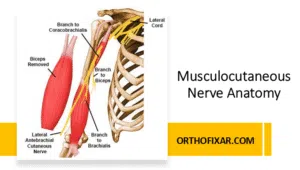 Musculocutaneous Nerve Anatomy