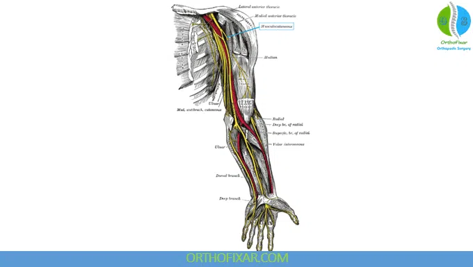 Musculocutaneous Nerve anatomy