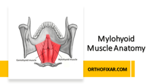 Mylohyoid Muscle Anatomy